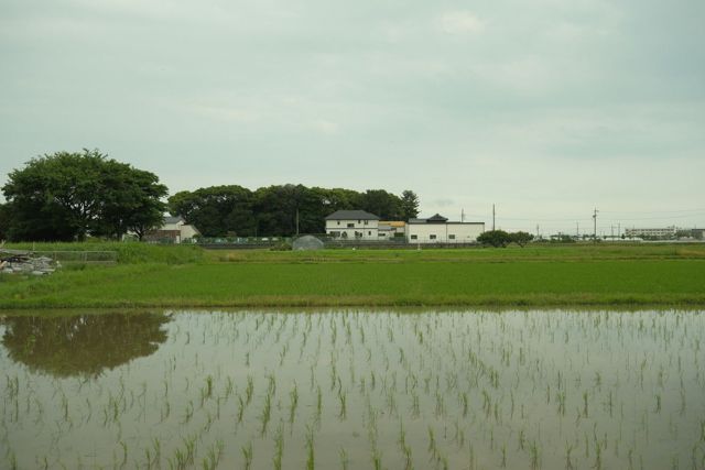 Peaceful rice field landscape in Toyohashi, Aichi, Japan showcasing rural life.